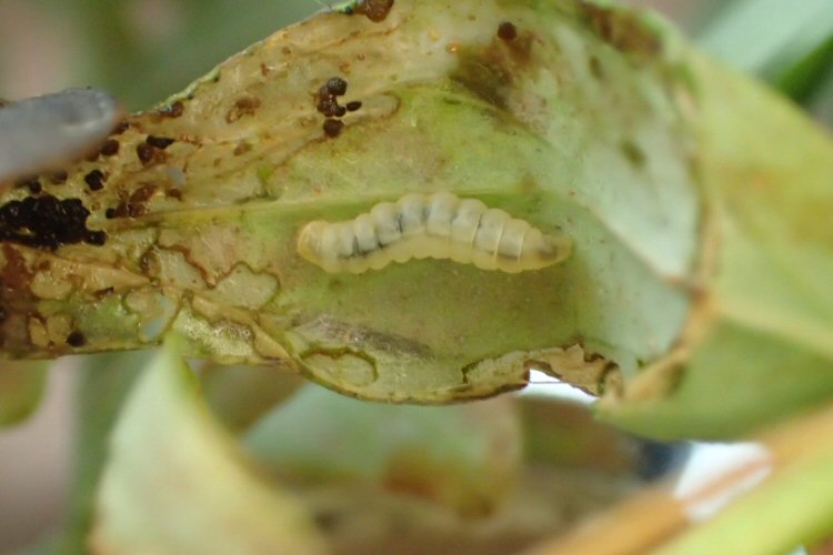 larva