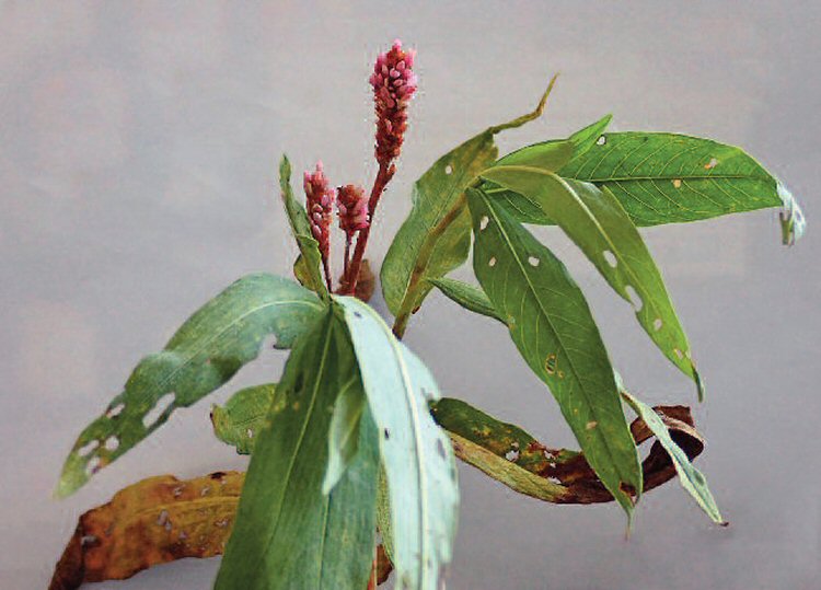 Persicaria amphibia