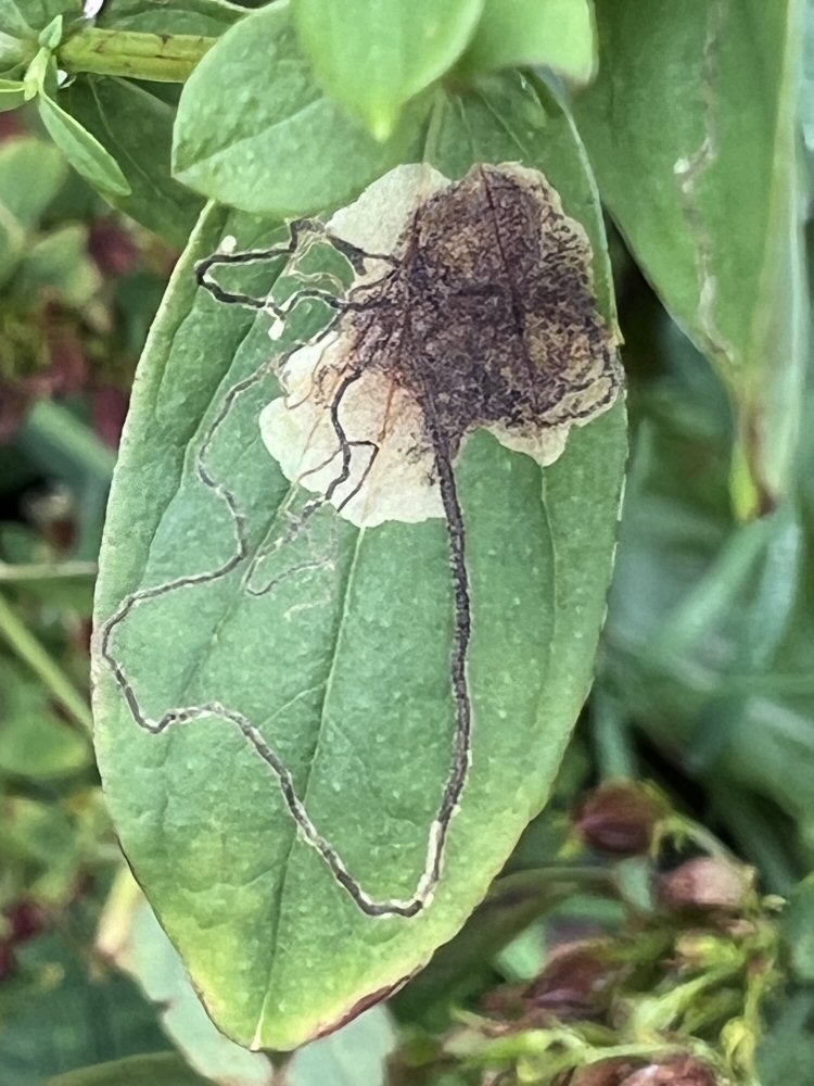 gallery leads to a blotch
