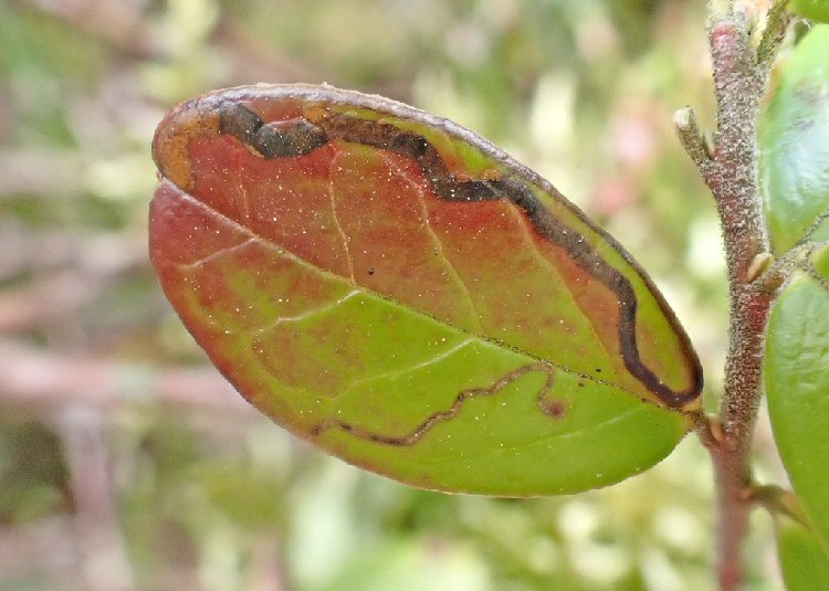 mine ends in leaf interior