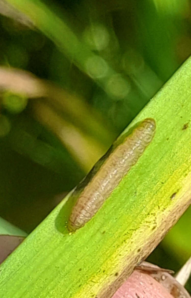 larva