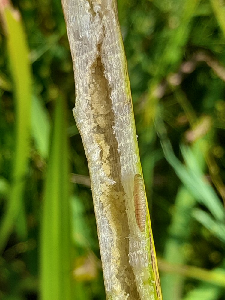 larva