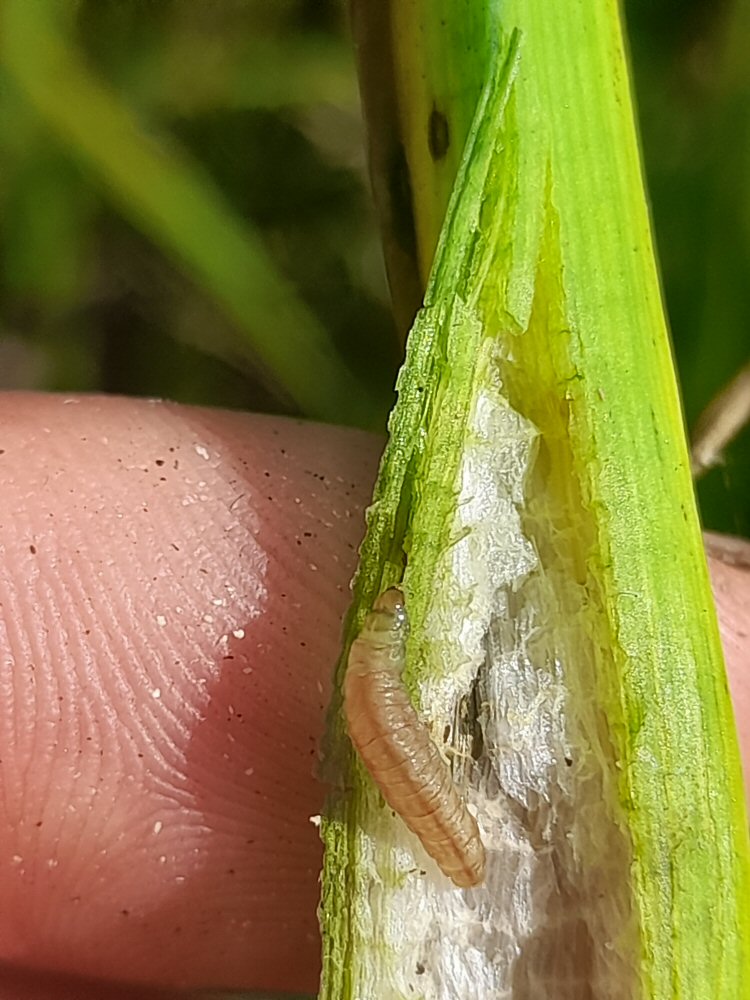 larva