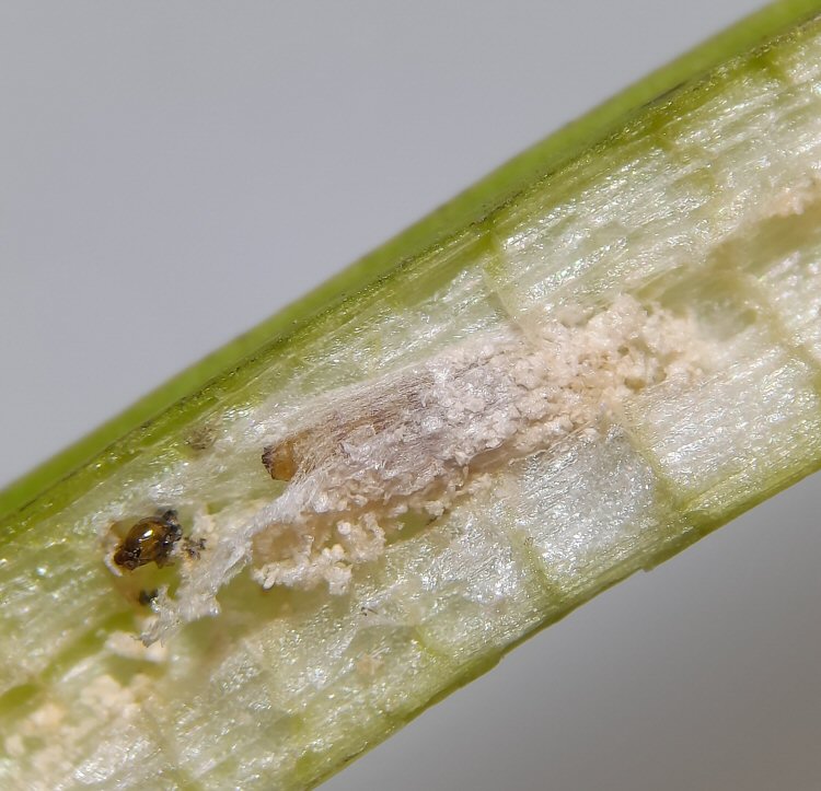 cocoon