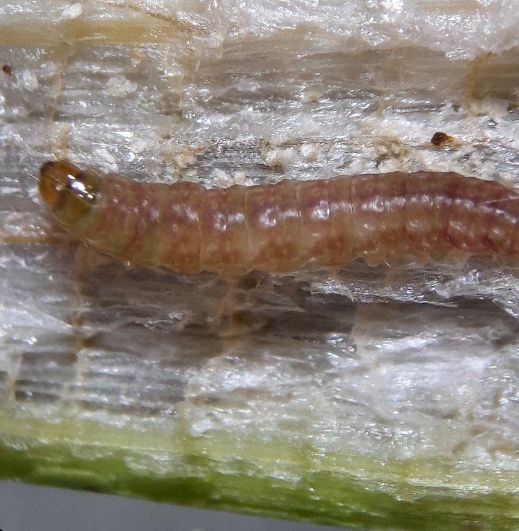 larva