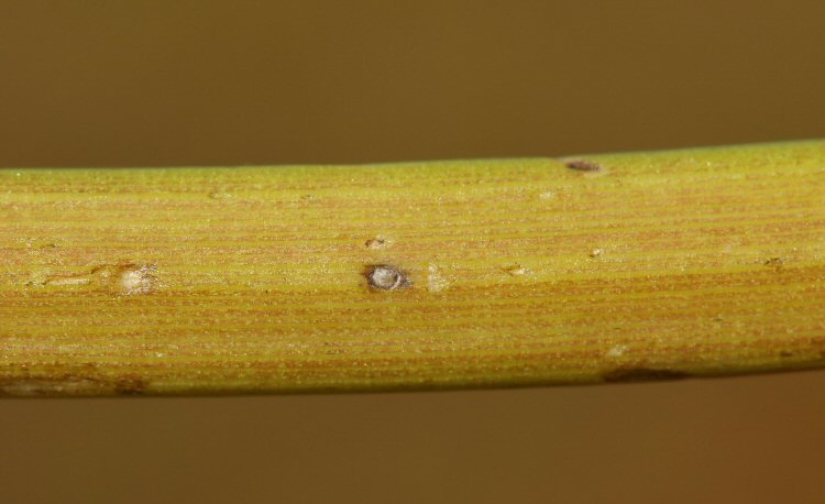 larval entry hole