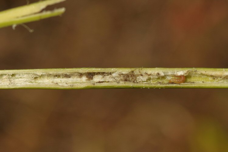 larva