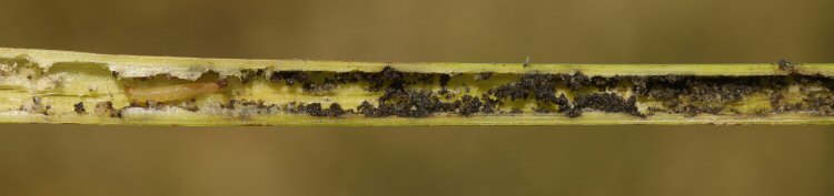 larva