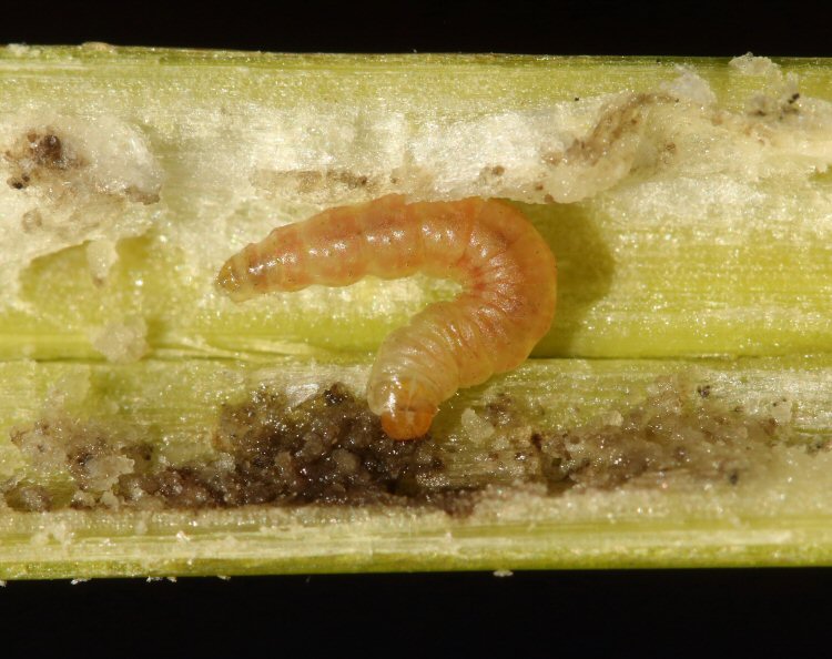 larva