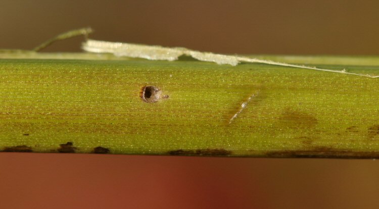larval entry hole