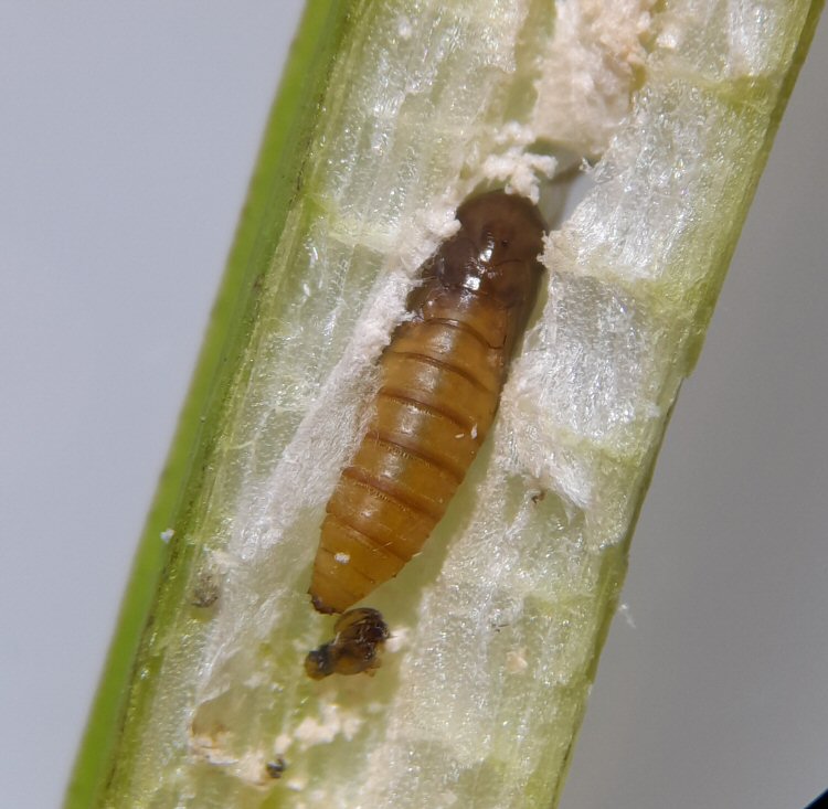 pupa dorsal view