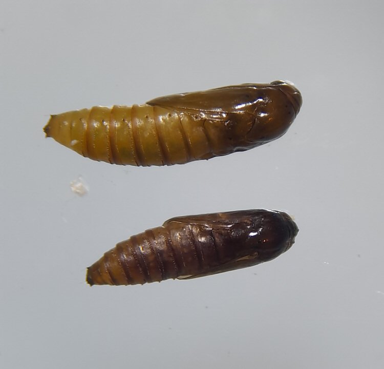 pupa lateral view