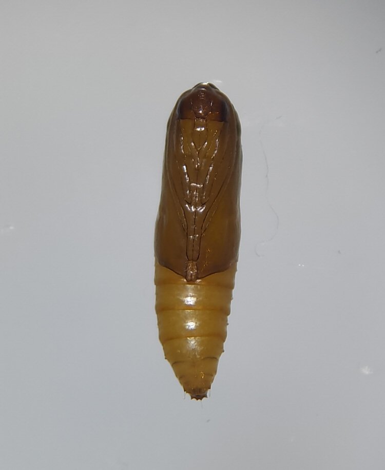 pupa ventra view