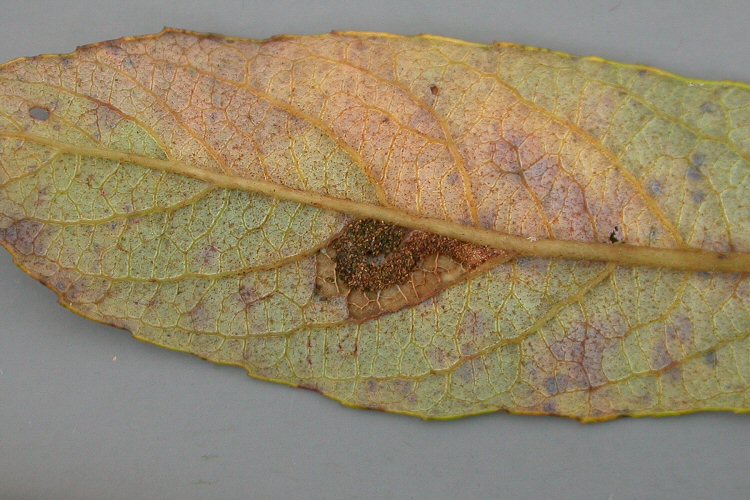 underside of leaf