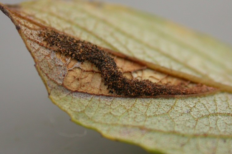 lower surface of the leaf.