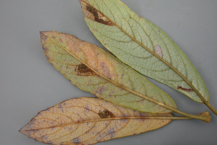 lower leaf surfaces