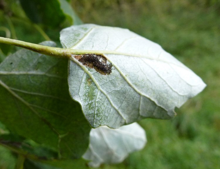 feed from a silken tube