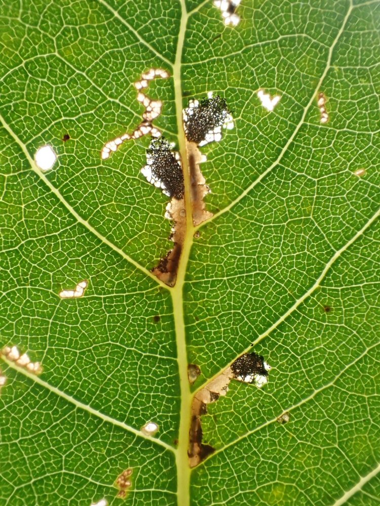 larvae feeding