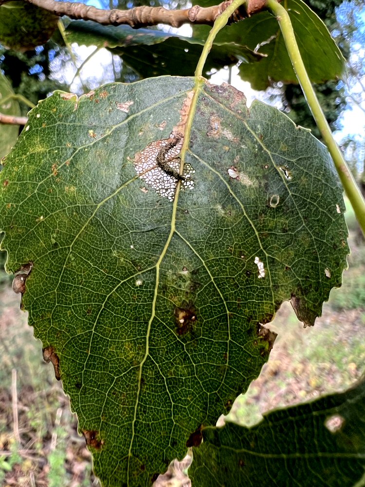 feedng tube on leaf surface