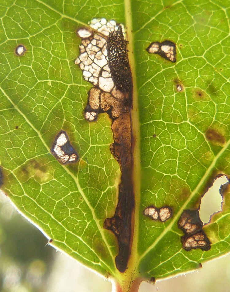 feeding signs