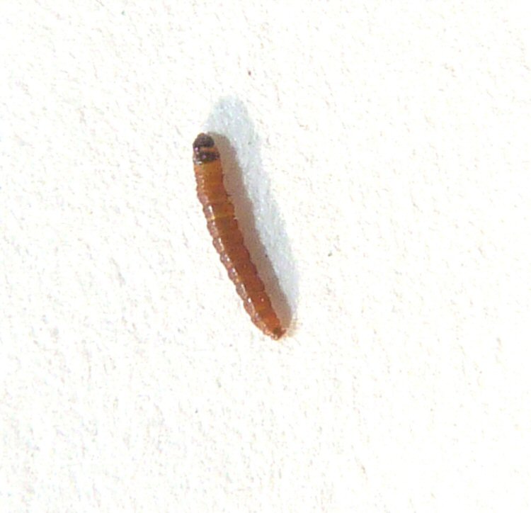 larva