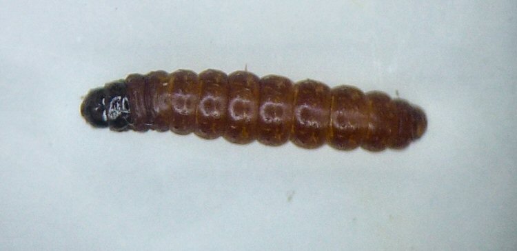 larva dorsal