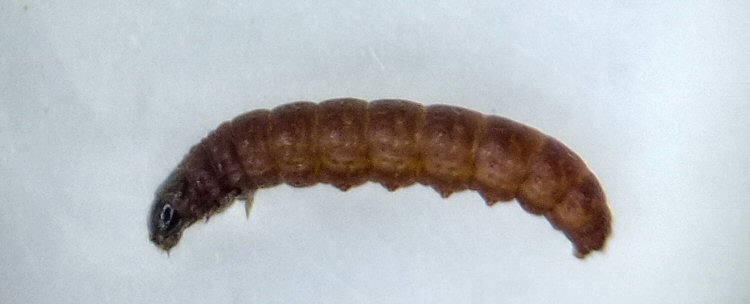 larva lateral