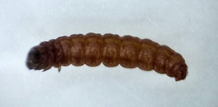 larva ventral