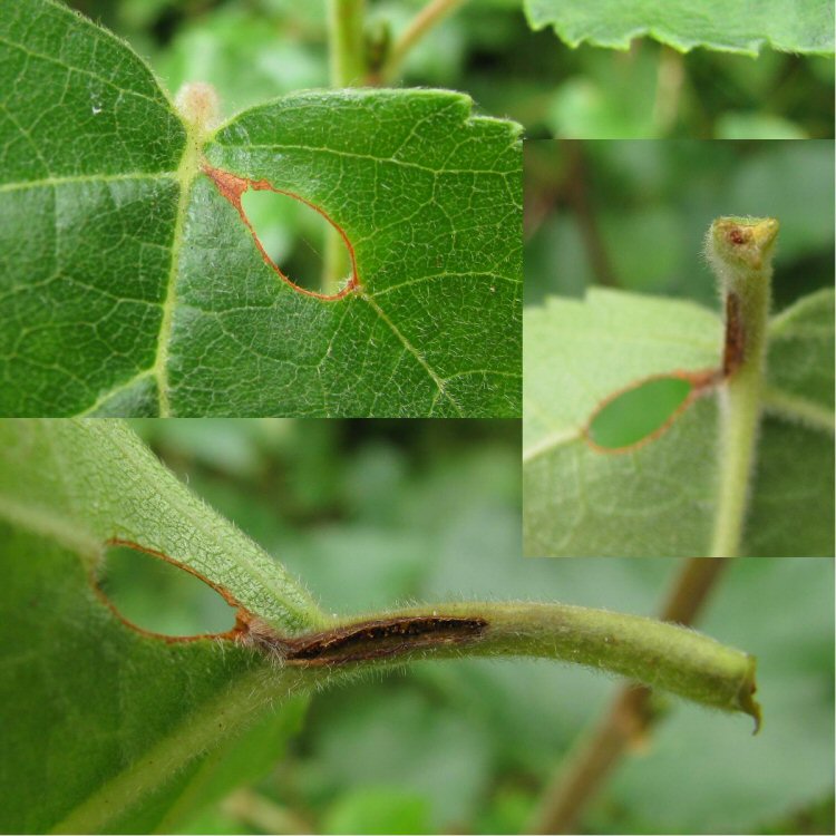 mine in petiole leads to a cut out