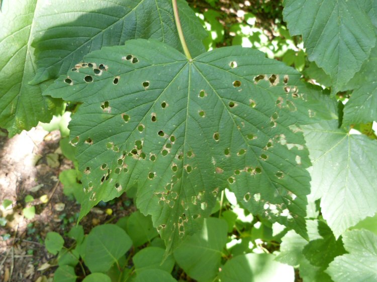 many mines on a leaf