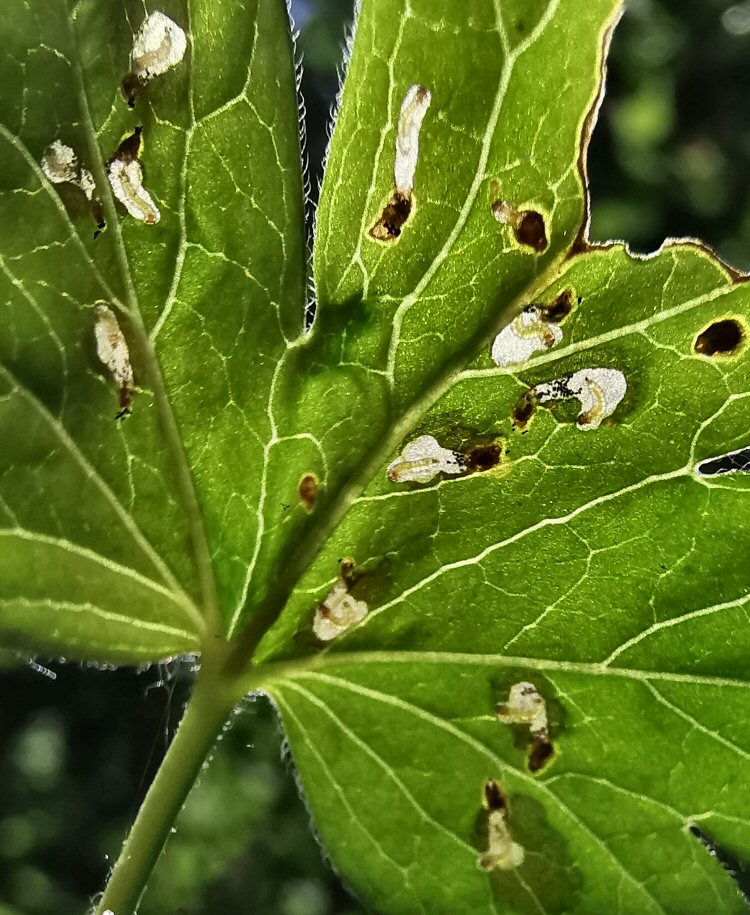 larvae in mines
