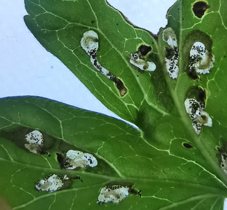larvae in mine