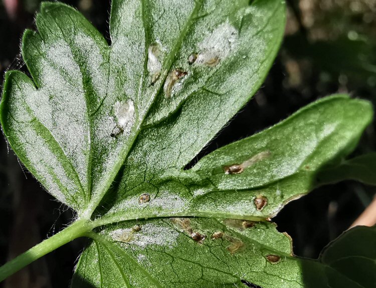 ower surface of leaf