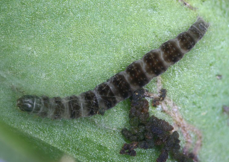 larva
