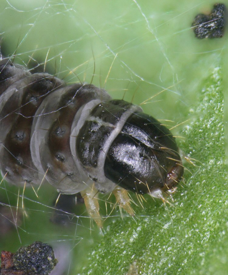 head of larva
