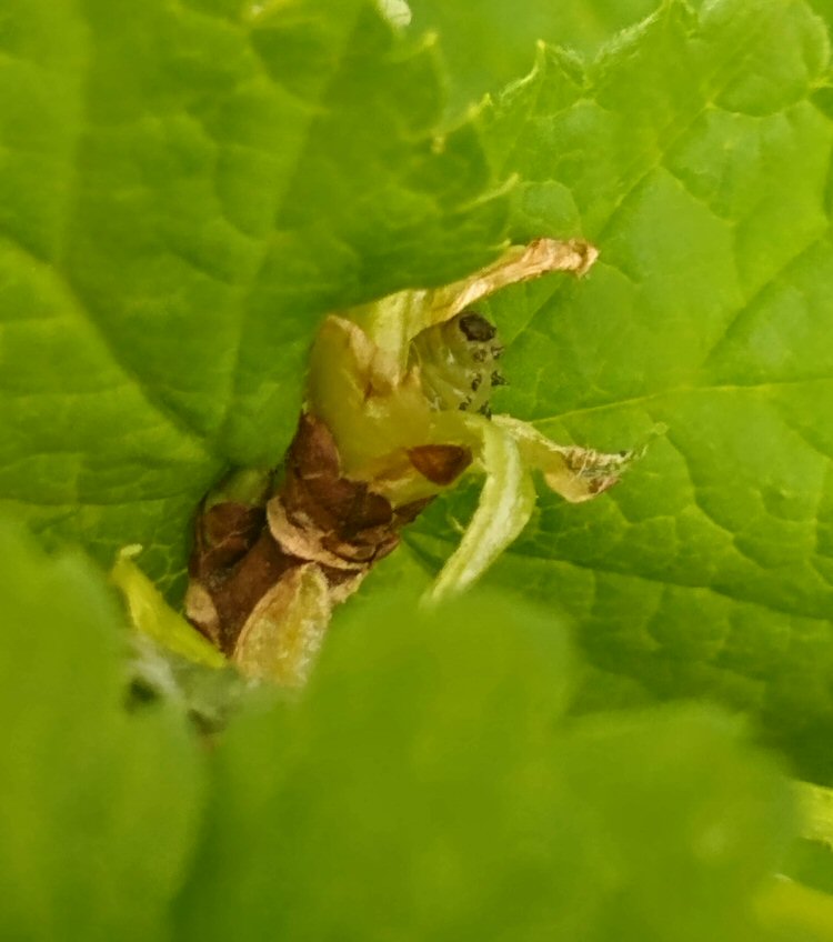 larva in shoot