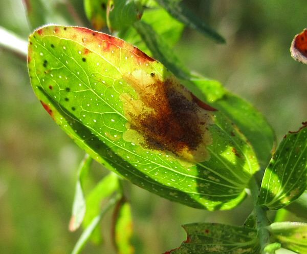 larva in mine