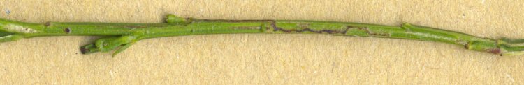 long stem mine