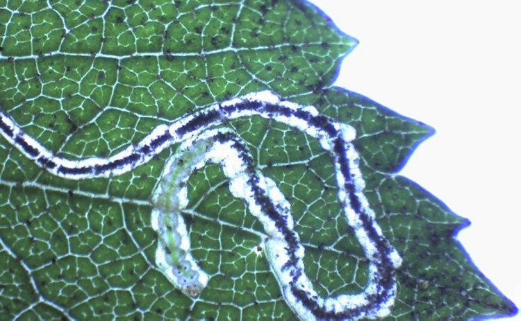 deeply segmented larva