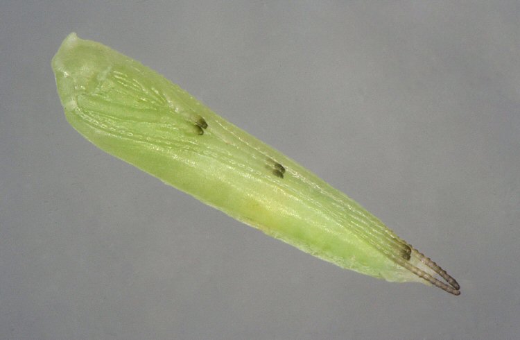 pupa