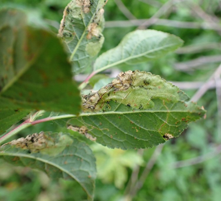 frass is extruded beneath the leaf
