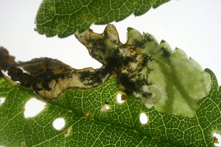 larvae in mine