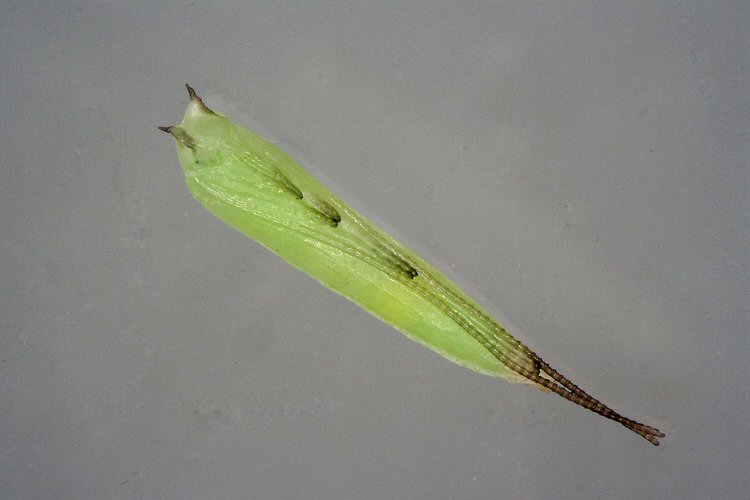 pupa ventral view