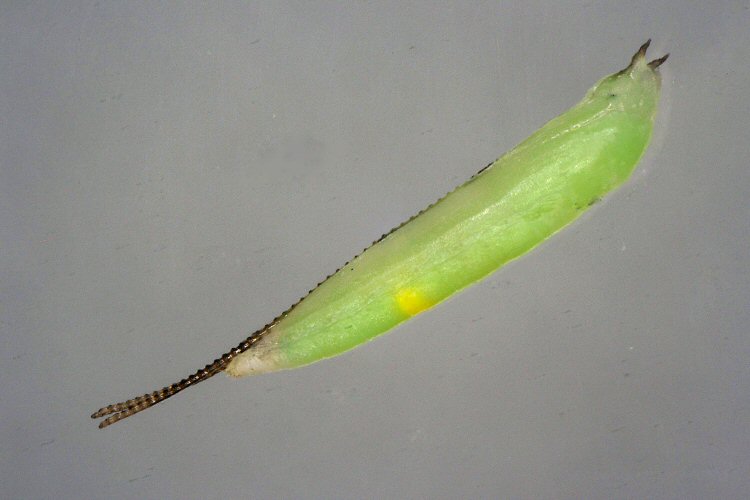 pupa dorsal view
