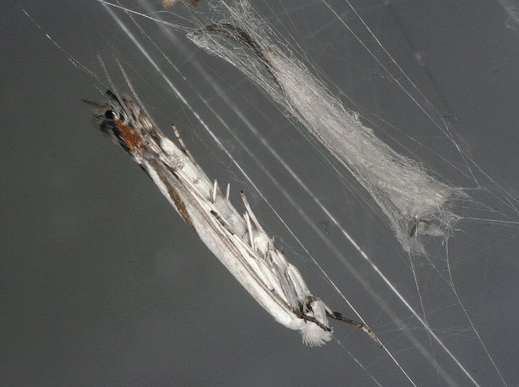 adult and cocoon
