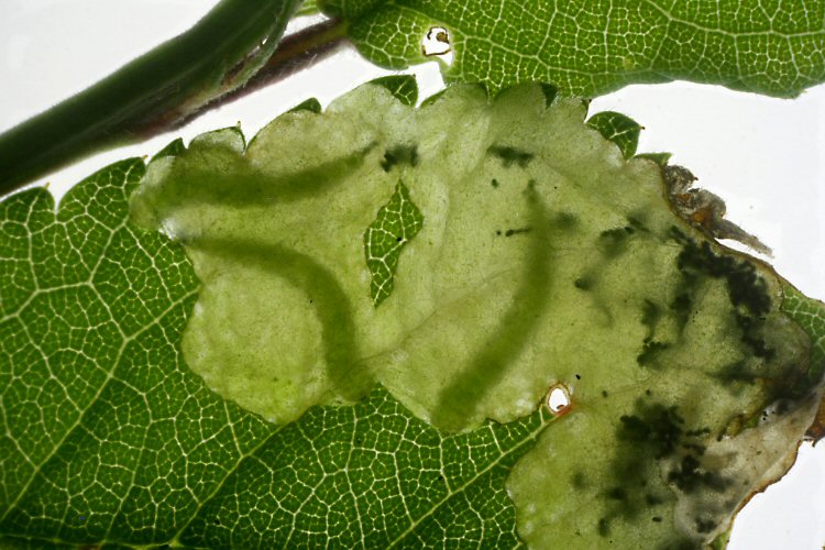 larvae in mine