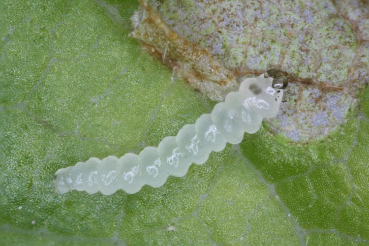 penultimate instar