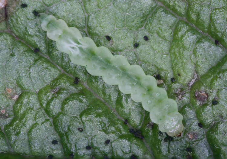 final instar