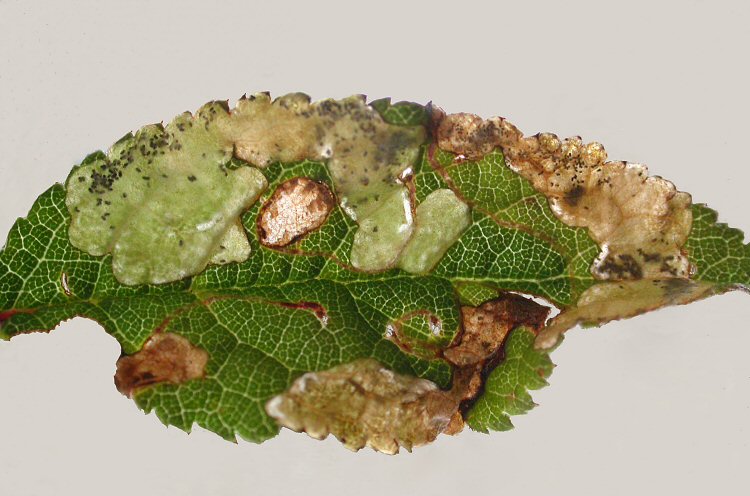 many leaf mines