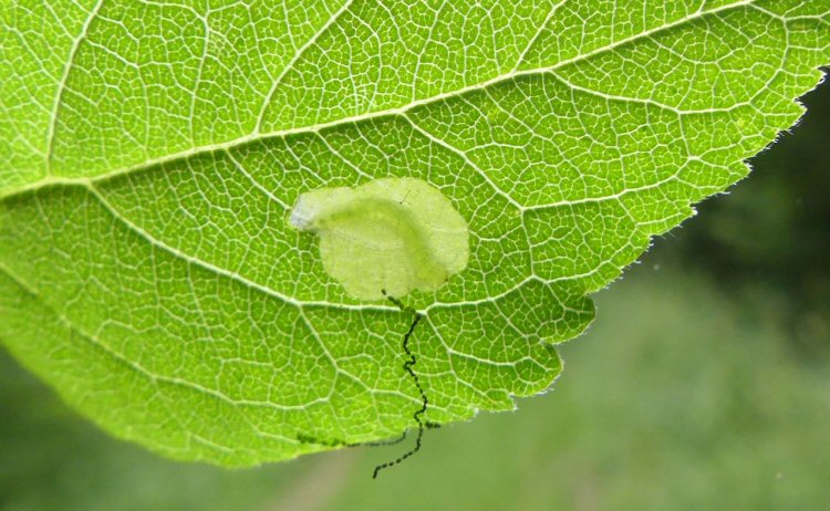 larva in mine